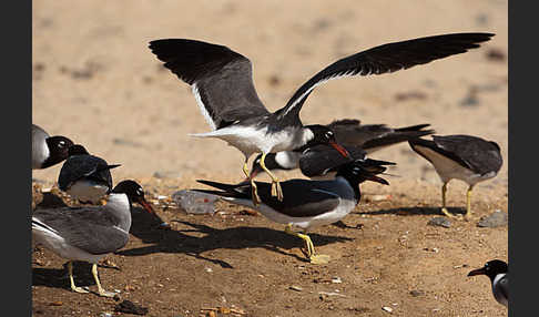 Weißaugenmöwe (Larus leucophthalmus)