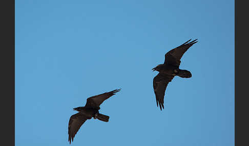 Wüstenrabe (Corvus ruficollis)