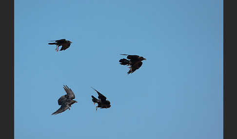 Wüstenrabe (Corvus ruficollis)