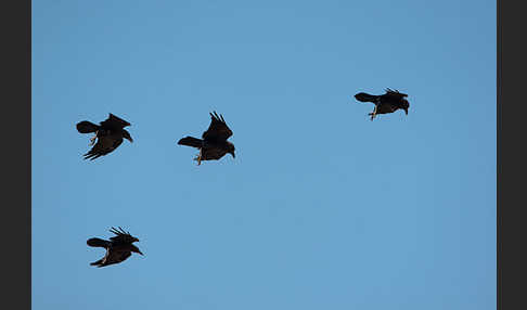 Wüstenrabe (Corvus ruficollis)