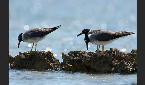 Weißaugenmöwe (Larus leucophthalmus)