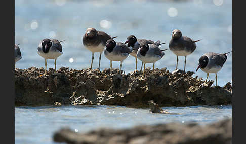 Weißaugenmöwe (Larus leucophthalmus)