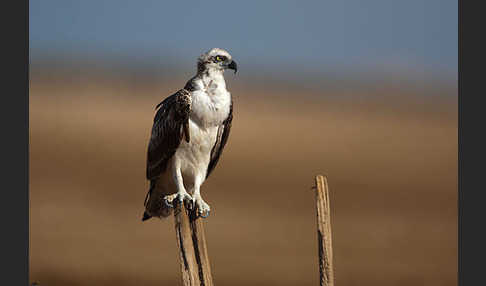 Fischadler (Pandion haliaetus)