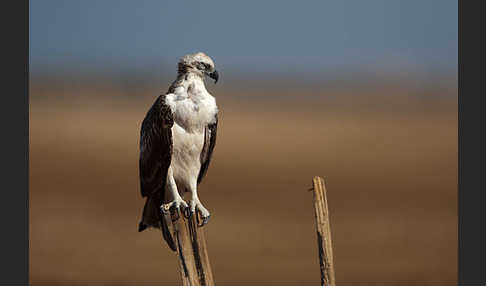 Fischadler (Pandion haliaetus)