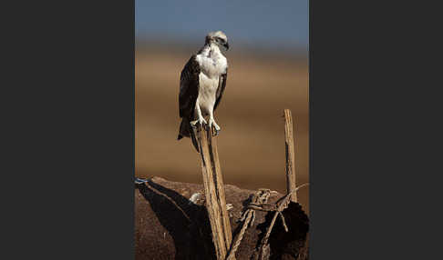 Fischadler (Pandion haliaetus)