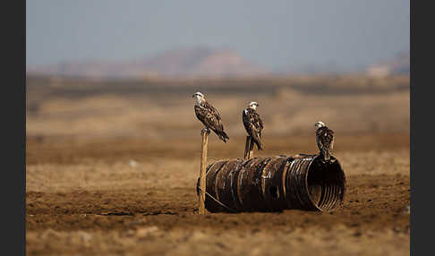 Fischadler (Pandion haliaetus)