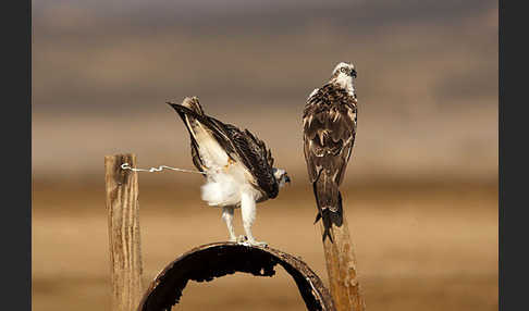 Fischadler (Pandion haliaetus)