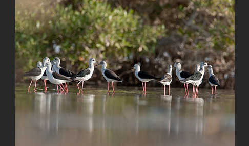 Stelzenläufer (Himantopus himantopus)