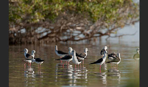 Stelzenläufer (Himantopus himantopus)