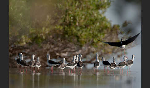 Stelzenläufer (Himantopus himantopus)