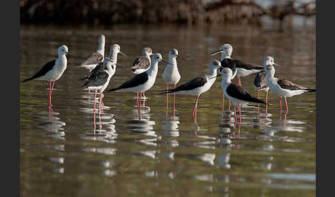 Stelzenläufer (Himantopus himantopus)