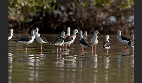 Stelzenläufer (Himantopus himantopus)