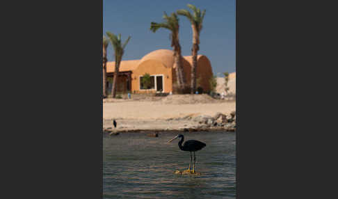 Küstenreiher (Egretta gularis gularis)