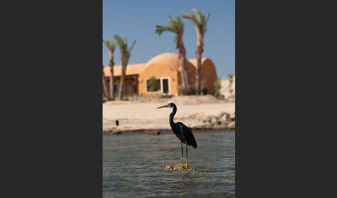 Küstenreiher (Egretta gularis gularis)