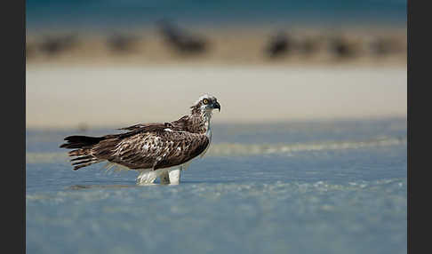 Fischadler (Pandion haliaetus)