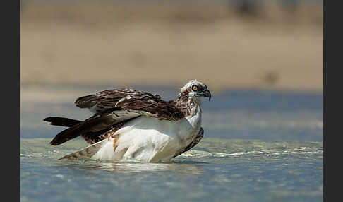 Fischadler (Pandion haliaetus)