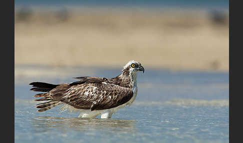 Fischadler (Pandion haliaetus)