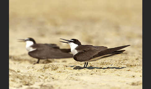 Zügelseeschwalbe (Onychoprion anaethetus)