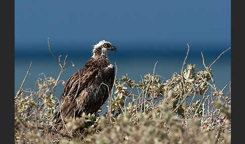 Fischadler (Pandion haliaetus)