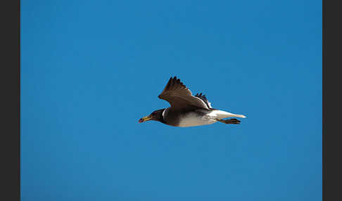 Hemprichmöwe (Larus hemprichii)