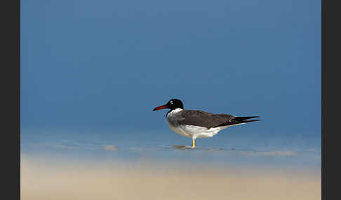 Weißaugenmöwe (Larus leucophthalmus)