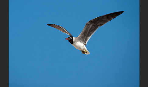 Weißaugenmöwe (Larus leucophthalmus)