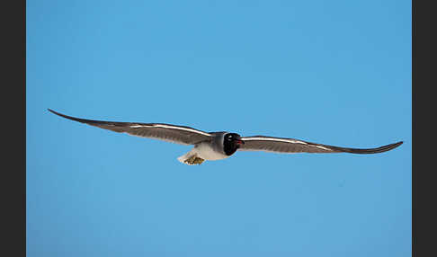 Weißaugenmöwe (Larus leucophthalmus)