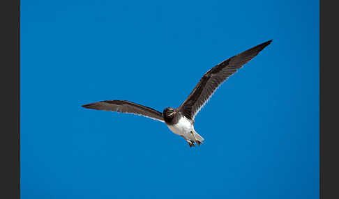 Hemprichmöwe (Larus hemprichii)