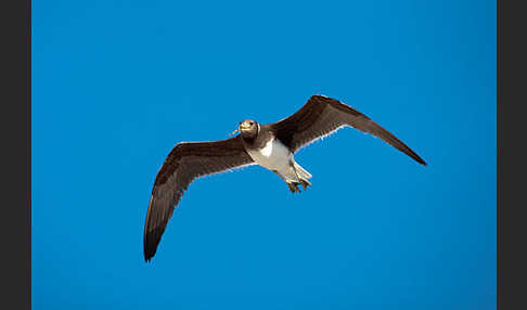 Hemprichmöwe (Larus hemprichii)