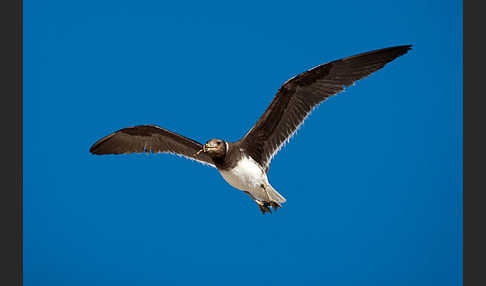 Hemprichmöwe (Larus hemprichii)