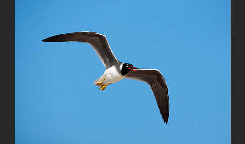 Weißaugenmöwe (Larus leucophthalmus)