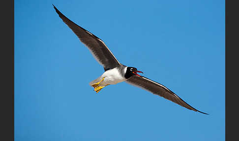 Weißaugenmöwe (Larus leucophthalmus)