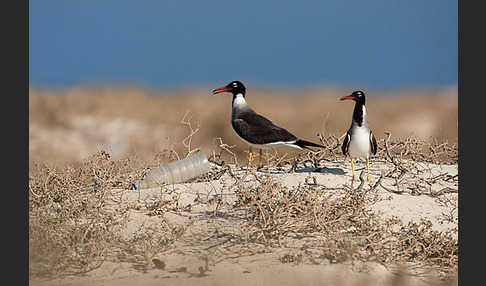 Weißaugenmöwe (Larus leucophthalmus)