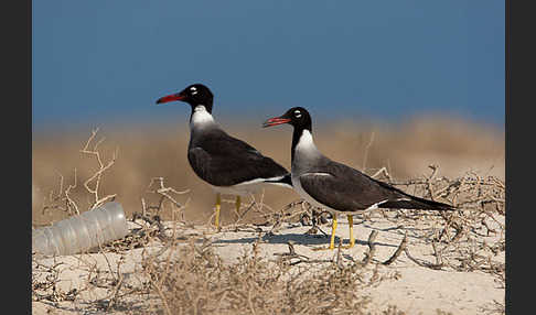 Weißaugenmöwe (Larus leucophthalmus)