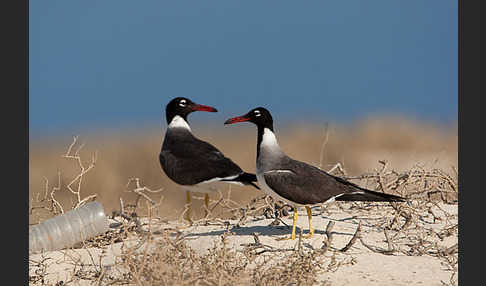 Weißaugenmöwe (Larus leucophthalmus)