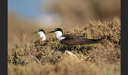 Zügelseeschwalbe (Onychoprion anaethetus)