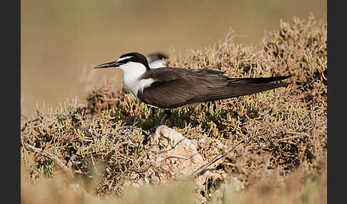 Zügelseeschwalbe (Onychoprion anaethetus)