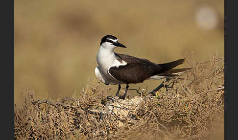 Zügelseeschwalbe (Onychoprion anaethetus)