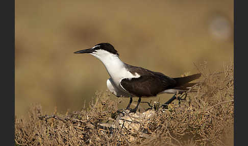 Zügelseeschwalbe (Onychoprion anaethetus)