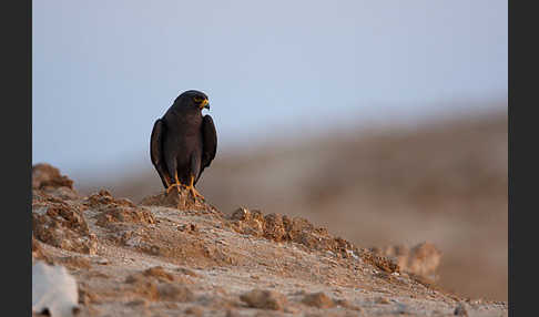 Schieferfalke (Falco concolor)