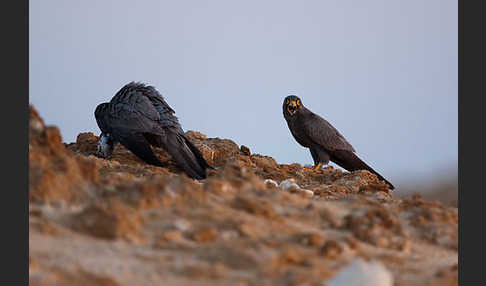 Schieferfalke (Falco concolor)