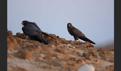 Schieferfalke (Falco concolor)