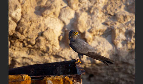 Schieferfalke (Falco concolor)