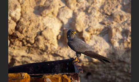 Schieferfalke (Falco concolor)