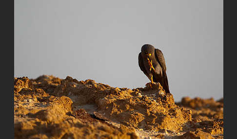 Schieferfalke (Falco concolor)