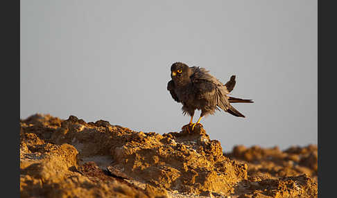 Schieferfalke (Falco concolor)