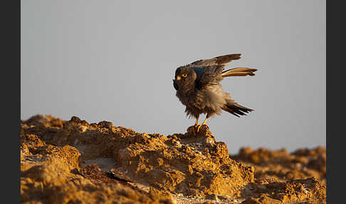 Schieferfalke (Falco concolor)