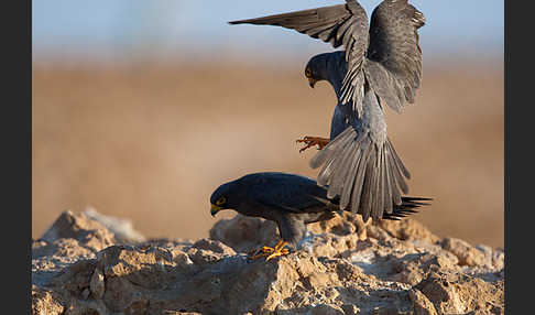 Schieferfalke (Falco concolor)