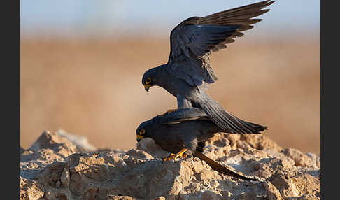 Schieferfalke (Falco concolor)