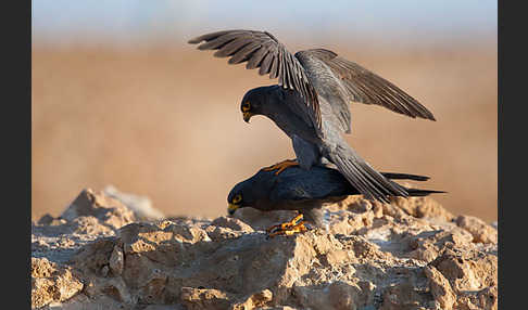 Schieferfalke (Falco concolor)